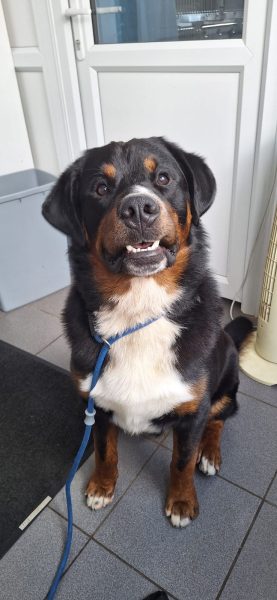 Dave, a Unknown old male Unknown available for adoption from Animals In Need in Northamptonshire