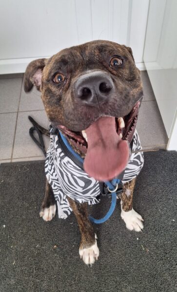 Conker, a Unknown old male Staffordshire Bull Terrier available for adoption from Animals In Need in Northamptonshire