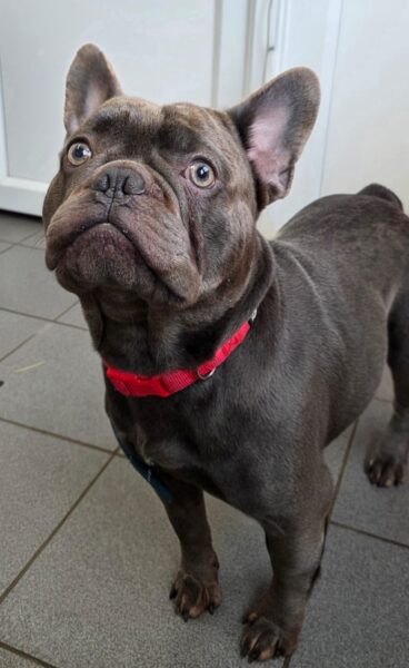 Kenzo, a Unknown old female French Bulldog available for adoption from Animals In Need in Northamptonshire