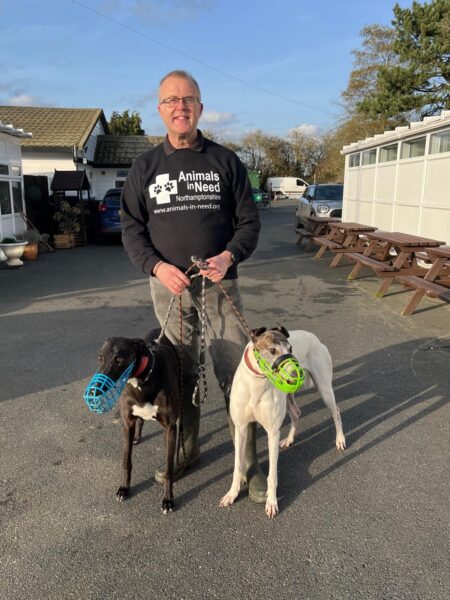 Kelly & Seamus, a 4 years old unknown Greyhound available for adoption from Animals In Need in Northamptonshire