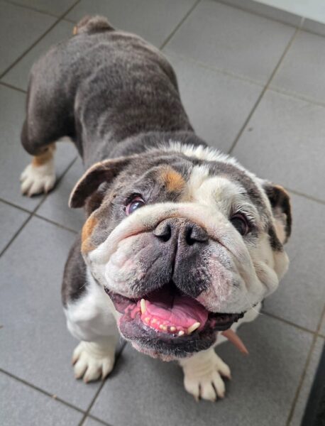 Bonnie, a 5 years old female Bulldog available for adoption from Animals In Need in Northamptonshire