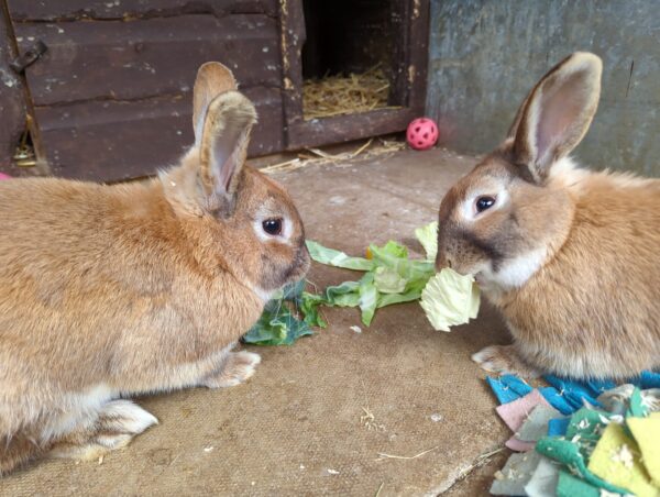 Buzz & Woody — photo 3