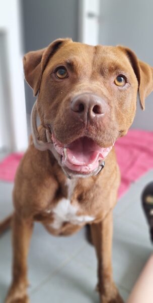 Honey, a Unknown old female Unknown available for adoption from Animals In Need in Northamptonshire