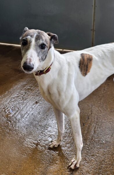 Kelly, a 4 years old female Greyhound available for adoption from Animals In Need in Northamptonshire