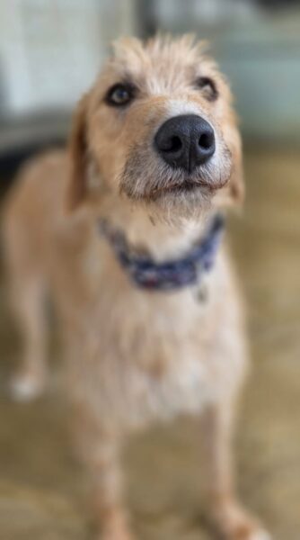 Mary, a Unknown old female Lurcher available for adoption from Animals In Need in Northamptonshire