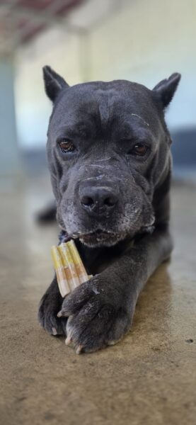 Duke, a 7 years old male Cane Corso available for adoption from Animals In Need in Northamptonshire