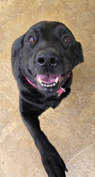Jess & Oliver, a 5 years old unknown Labrador available for adoption from Animals In Need in Northamptonshire