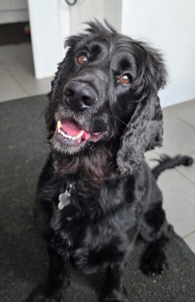Mickey, a 3 years old male Cocker Spaniel X available for adoption from Animals In Need in Northamptonshire