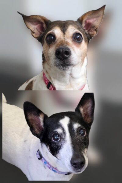 Bella & Tilley, a 11 years old female Jack Russell Terrier available for adoption from Animals In Need in Northamptonshire