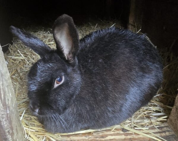 Bunny — photo 1