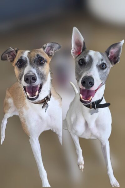 Riggs & Mcclaine, a 4 years old male Lurcher available for adoption from Animals In Need in Northamptonshire